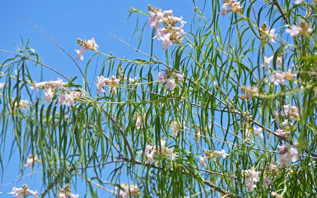 Chilopsis linearis, Desert Willow, Southwest Desert Flora